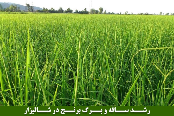تصویر پانزدهم : رشد ساقه و برگ برنج در شالیزار