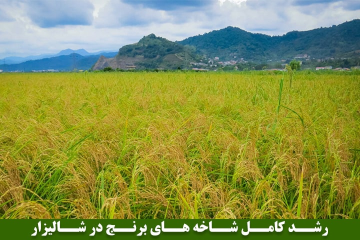 تصویر هفدهم : رشد کامل شاخه های برنج در شالیزار
