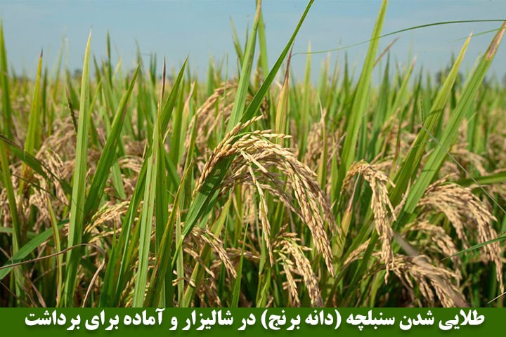تصویر هجدهم : طلایی شدن سنبلچه (دانه برنج) در شالیزار و آماده برای برداشت