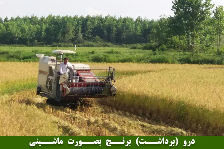 تصویر بیستم : درو (برداشت) برنج بصورت ماشینی
