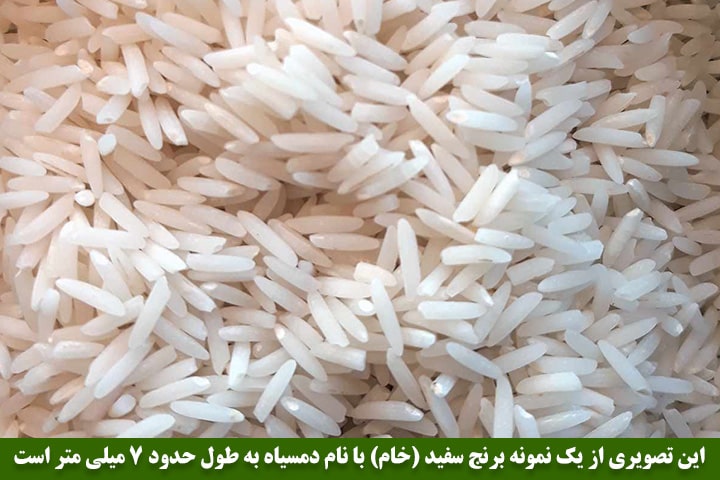 تصویر بیست و هفتم : تصویری از یک نمونه برنج سفید (خام) با نام دمسیاه به طول حدود 7 میلی متر 