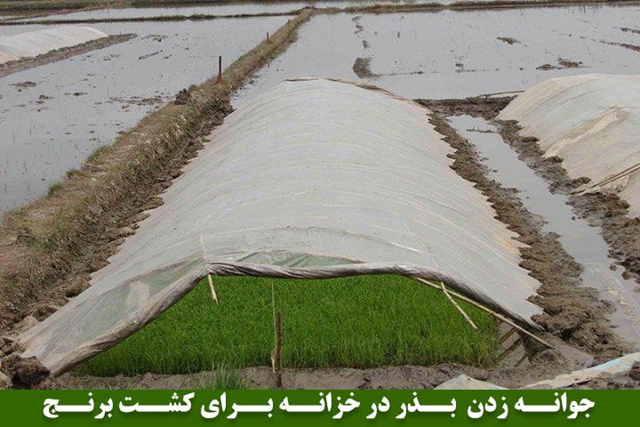 تصویر پنجم : جوانه زدن بذر در خزانه شالیزار برای کشت برنج